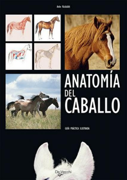ANATOMIA DEL CABALLO